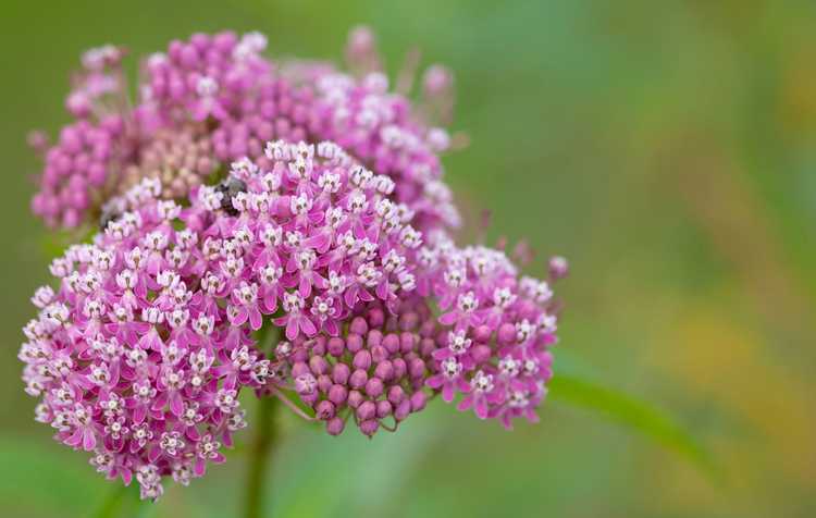 You are currently viewing Informations sur l'asclépiade des marais – Conseils pour la culture de plantes d'asclépiade des marais