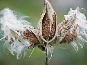 Lire la suite à propos de l’article Hiverner l'asclépiade: prendre soin des plantes d'asclépiade en hiver