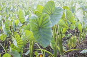 Lire la suite à propos de l’article Utilisations des plantes Dasheen : découvrez la culture des plantes Dasheen Taro