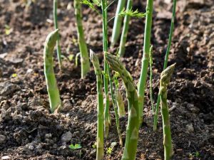 Lire la suite à propos de l’article Propagation des asperges : apprenez à propager des plants d'asperges