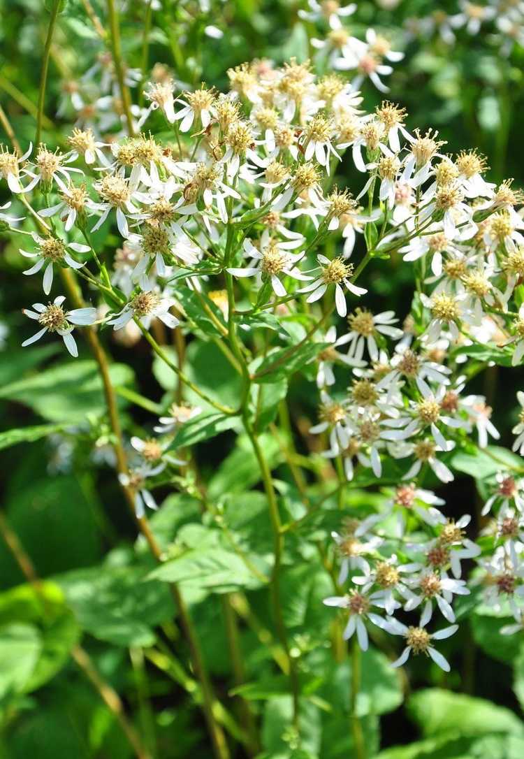 You are currently viewing Dois-je planter de l'aster – Conseils pour contrôler les plantes d'aster dans les jardins