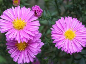 Lire la suite à propos de l’article Entretien des plantes d'aster de la Nouvelle-Angleterre : comment faire pousser des plantes d'aster de la Nouvelle-Angleterre