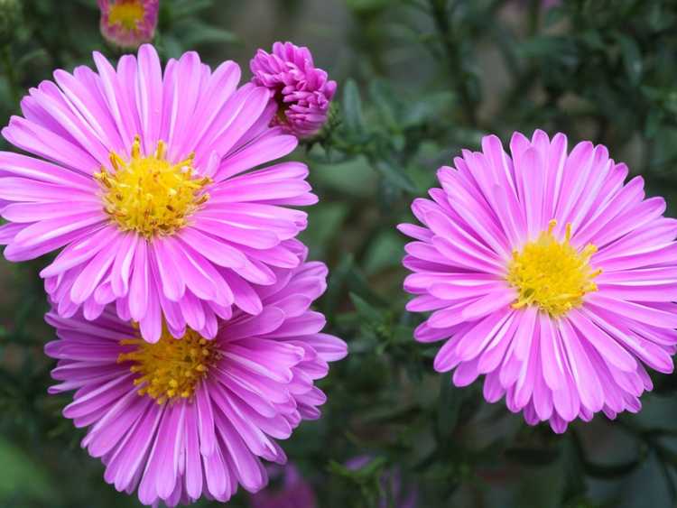 You are currently viewing Entretien des plantes d'aster de la Nouvelle-Angleterre : comment faire pousser des plantes d'aster de la Nouvelle-Angleterre