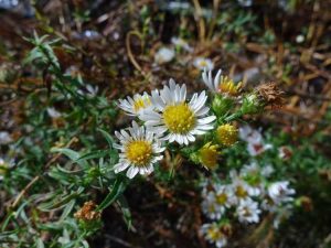 Lire la suite à propos de l’article Bushy Aster Care – Apprenez à cultiver des plantes d'aster touffues