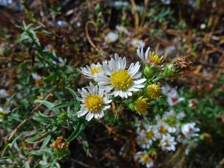 You are currently viewing Bushy Aster Care – Apprenez à cultiver des plantes d'aster touffues