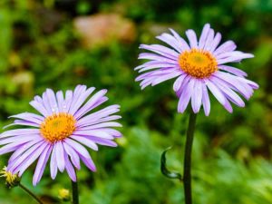 Lire la suite à propos de l’article Qu'est-ce que l'Aster Tongolensis – Soins de l'Aster Tongolensis