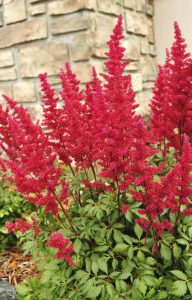 Lire la suite à propos de l’article Méthodes de propagation d'Astilbe – Comment propager des plantes d'Astilbe