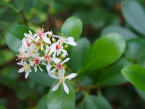 Lire la suite à propos de l’article Taille de l'aubépine indienne : comment et quand couper les plantes d'aubépine indienne