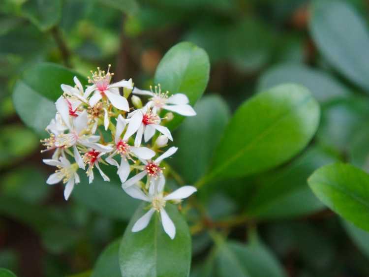 You are currently viewing Taille de l'aubépine indienne : comment et quand couper les plantes d'aubépine indienne