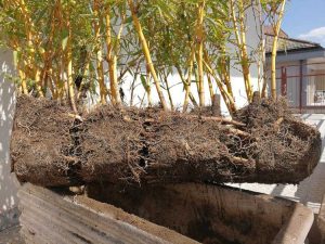 Lire la suite à propos de l’article Déménagement d’une plante de bambou : quand et comment transplanter du bambou