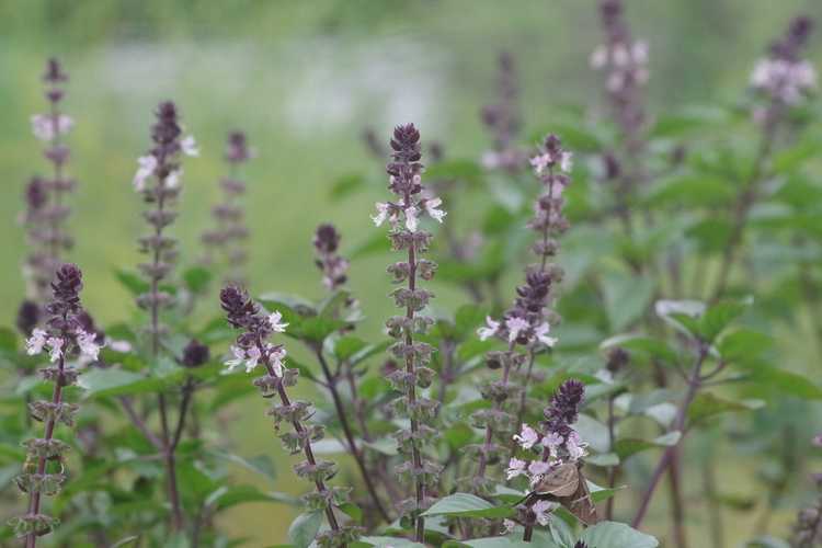 You are currently viewing Qu'est-ce que le basilic aux épices bleues : Cultiver des plantes de basilic aux épices bleues