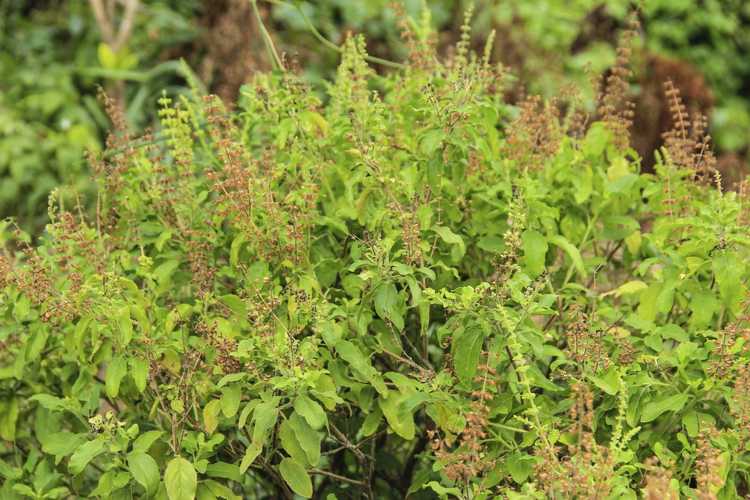 You are currently viewing Plantes de basilic ligneux : que faire à propos d'un basilic à tiges ligneuses