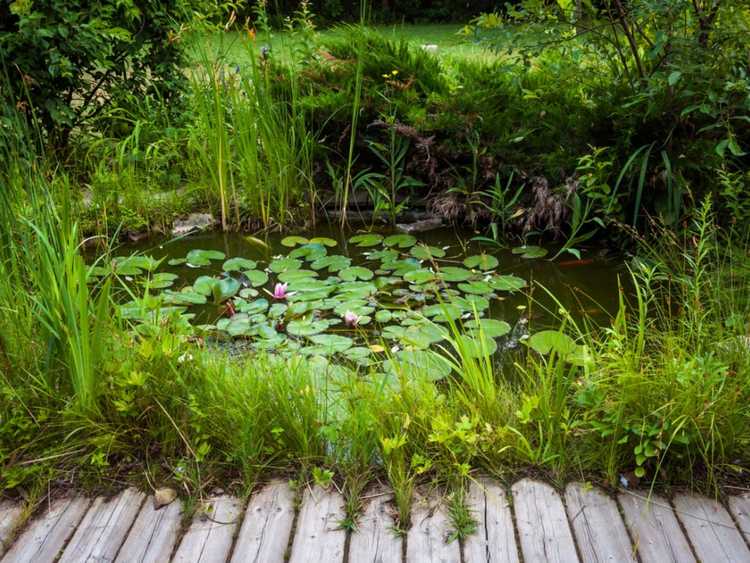 You are currently viewing Plantes d'eau submergées – Choisir et planter des plantes d'étang oxygénantes