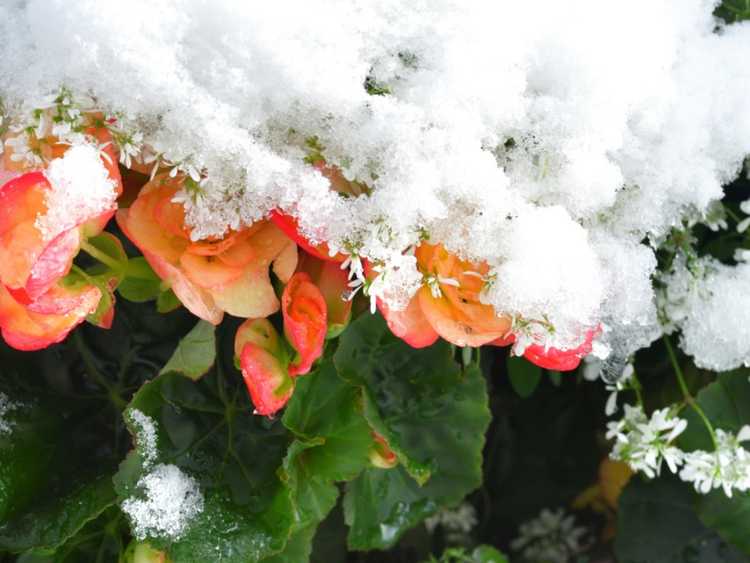 You are currently viewing Hivernage des bégonias : hiverner un bégonia dans les climats froids