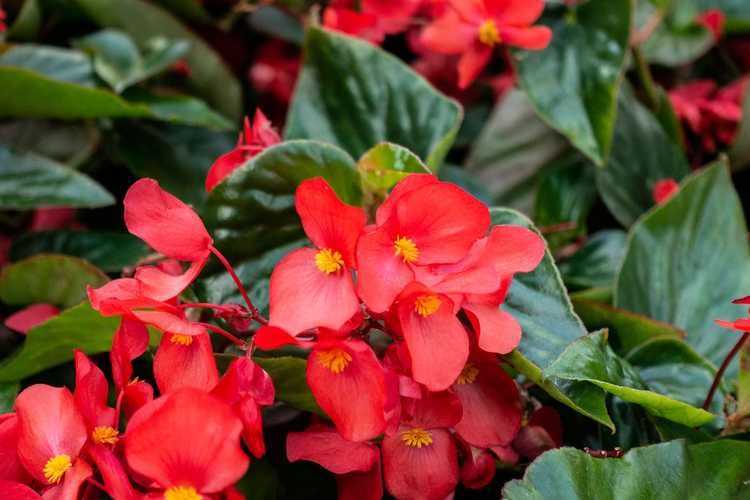 Lire la suite à propos de l’article Wax Begonia Care – Comment faire pousser des bégonias annuels