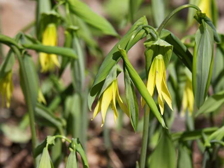 You are currently viewing Entretien des plantes de bellwort: où cultiver des bellworts