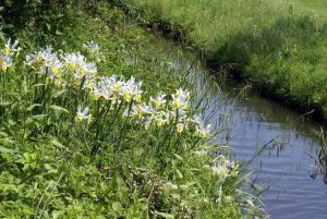 Lire la suite à propos de l’article Choisir des plantes pour les berges des rivières – Conseils pour planter le long des berges