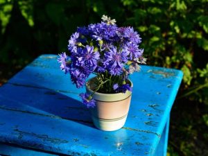 Lire la suite à propos de l’article Plantes de bleuet dans des conteneurs: pouvez-vous faire pousser des boutons de baccalauréat dans un pot