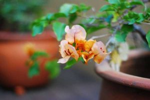 Lire la suite à propos de l’article Plantes de bougainvilliers en pot: conseils pour cultiver des bougainvilliers dans des conteneurs