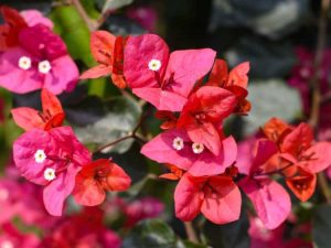 Lire la suite à propos de l’article Ravageurs des plantes des bougainvilliers : En savoir plus sur les arpenteuses des bougainvilliers