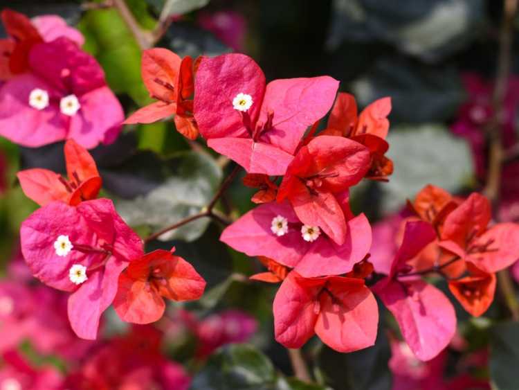 You are currently viewing Ravageurs des plantes des bougainvilliers : En savoir plus sur les arpenteuses des bougainvilliers