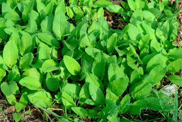 You are currently viewing Récolte de la bourrache : comment et quand récolter les plantes de bourrache