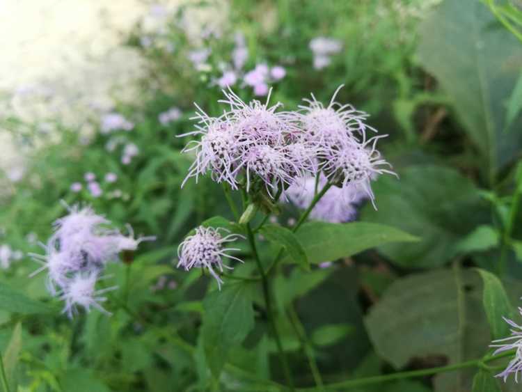 You are currently viewing Blue Mistflowers – Comment faire pousser une plante de Mistflower