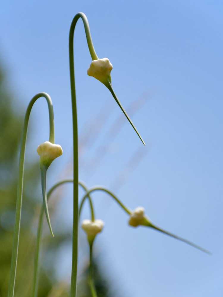 You are currently viewing Types de plantes bulbilles – Informations pour la culture et la plantation de bulbilles