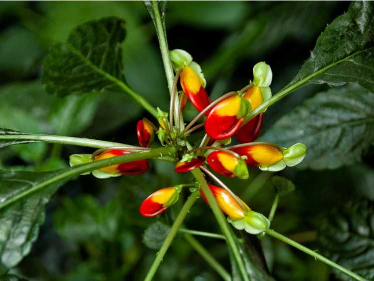 You are currently viewing Prendre soin des plantes de cacatoès du Congo : comment faire pousser des impatiens de cacatoès du Congo