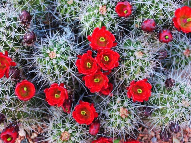 You are currently viewing Entretien du cactus Claret Cup : En savoir plus sur le cactus hérisson Claret Cup