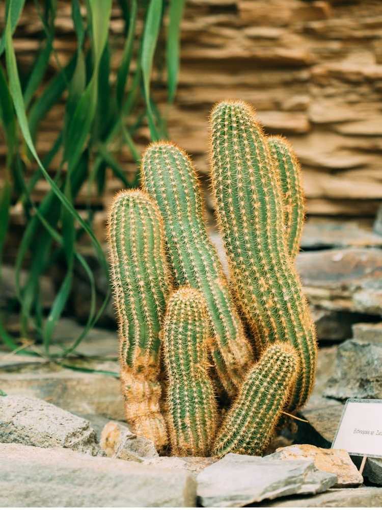 You are currently viewing Informations sur le cactus cacahuète : Conseils pour faire pousser une plante de cactus cacahuète