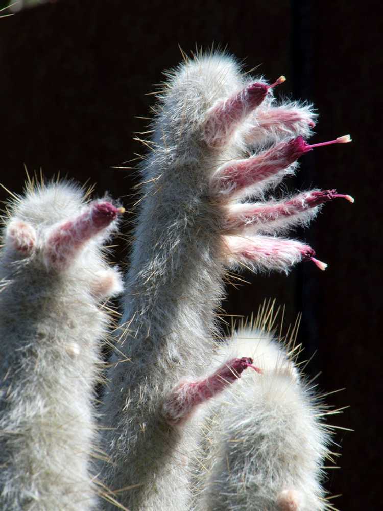 Lire la suite à propos de l’article Faits sur le cactus Silver Torch – En savoir plus sur les plantes de cactus Silver Torch