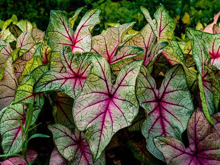 You are currently viewing Problèmes des plantes de Caladium – Ravageurs et maladies des plantes de Caladium