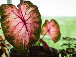 Lire la suite à propos de l’article Caladium Care Indoors – Cultiver des caladiums comme plantes d’intérieur