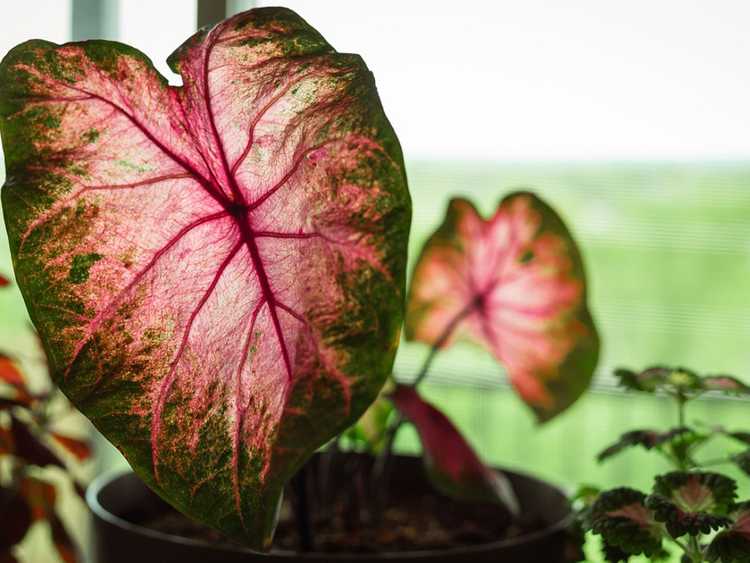 You are currently viewing Caladium Care Indoors – Cultiver des caladiums comme plantes d’intérieur