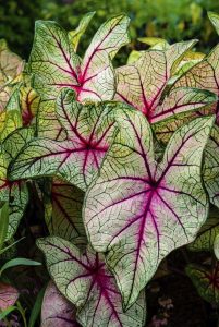 Lire la suite à propos de l’article Soins hivernaux pour les caladiums – En savoir plus sur les soins du caladium en hiver