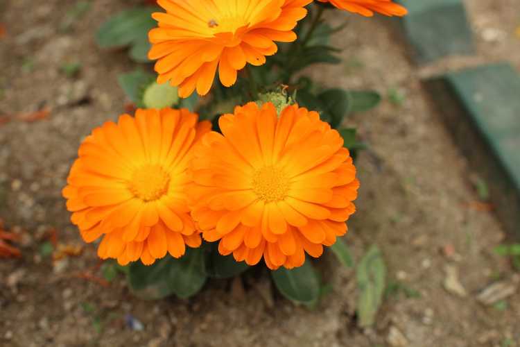 You are currently viewing Problèmes courants du calendula – En savoir plus sur les ravageurs et les maladies du calendula