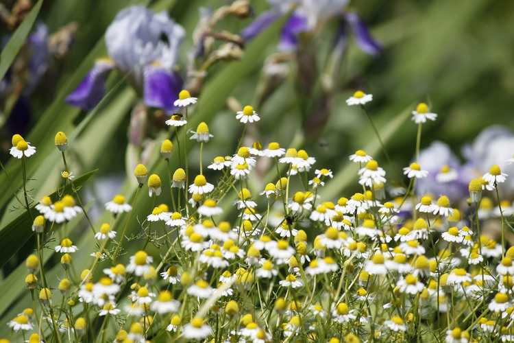 You are currently viewing Compagnons des plantes de camomille : que planter avec de la camomille