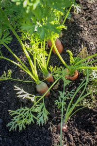 Lire la suite à propos de l’article Légumes auto-ensemencés : raisons de planter des légumes auto-ensemencés