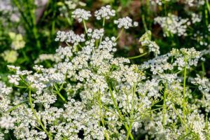 Lire la suite à propos de l’article Plantes de carvi en pot – Comment prendre soin du carvi cultivé en pot