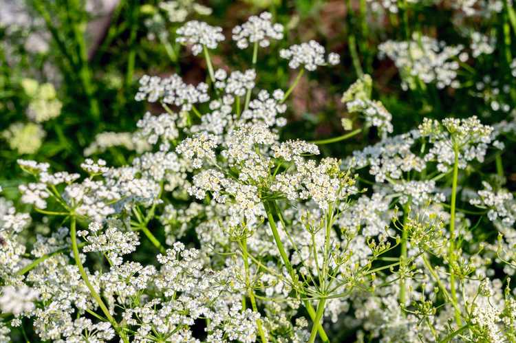 You are currently viewing Plantes de carvi en pot – Comment prendre soin du carvi cultivé en pot