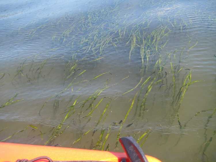 You are currently viewing Qu'est-ce que le céleri sauvage : utilisations pour les plants de céleri sauvage