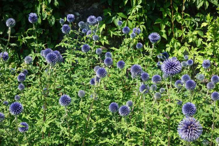 You are currently viewing Soins du chardon du globe: Comment faire pousser des plantes de chardon du globe