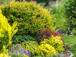 Lire la suite à propos de l’article Plantes de Chartreuse pour un magnifique jardin vert citron
