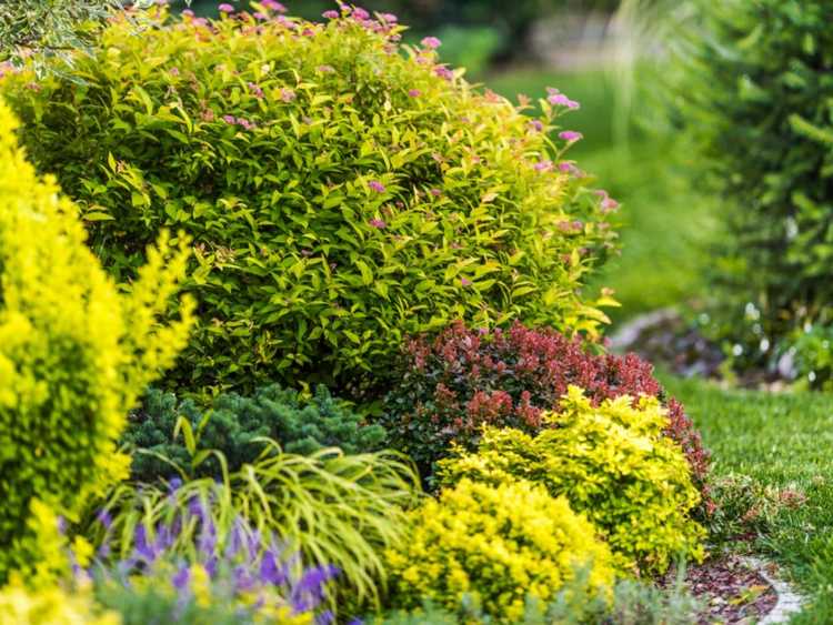 You are currently viewing Plantes de Chartreuse pour un magnifique jardin vert citron