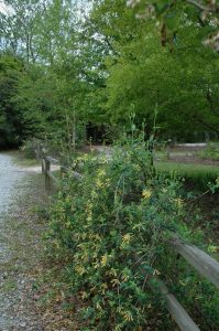 Lire la suite à propos de l’article Comment et quand tailler les plants de chèvrefeuille