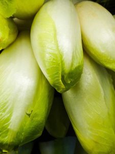 Lire la suite à propos de l’article Informations sur l'endive belge – Conseils pour cultiver des plants de chicorée Witloof