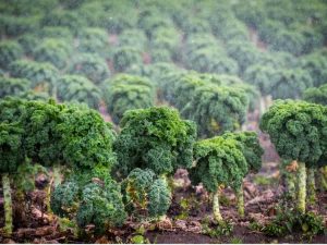 Lire la suite à propos de l’article Jardinage arctique – Pouvez-vous jardiner dans l’Arctique