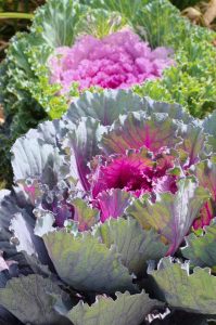 Lire la suite à propos de l’article Cultiver des plantes de chou frisé à fleurs : informations sur les soins du chou frisé à fleurs
