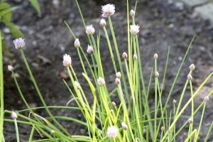 Lire la suite à propos de l’article Contrôler la ciboulette : conseils pour débarrasser les pelouses des plants de ciboulette